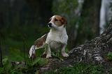 JACK RUSSEL 417